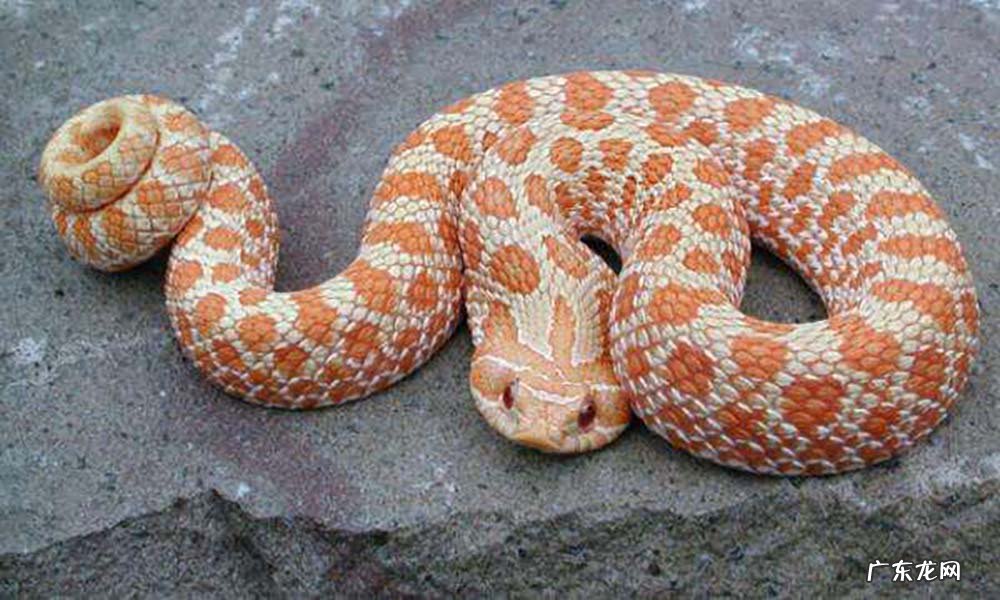 有蛇的地方风水好不好吗 蛇和野鸡打架风水