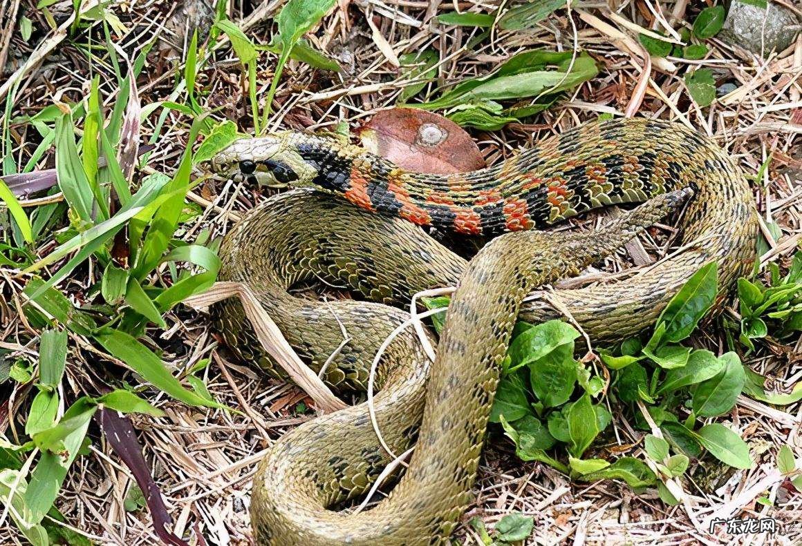 有蛇的地方风水好不好吗 蛇和野鸡打架风水