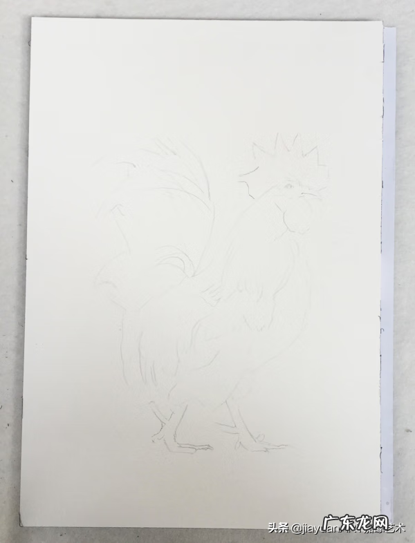 公鸡风水有什么讲究 家养公鸡风水