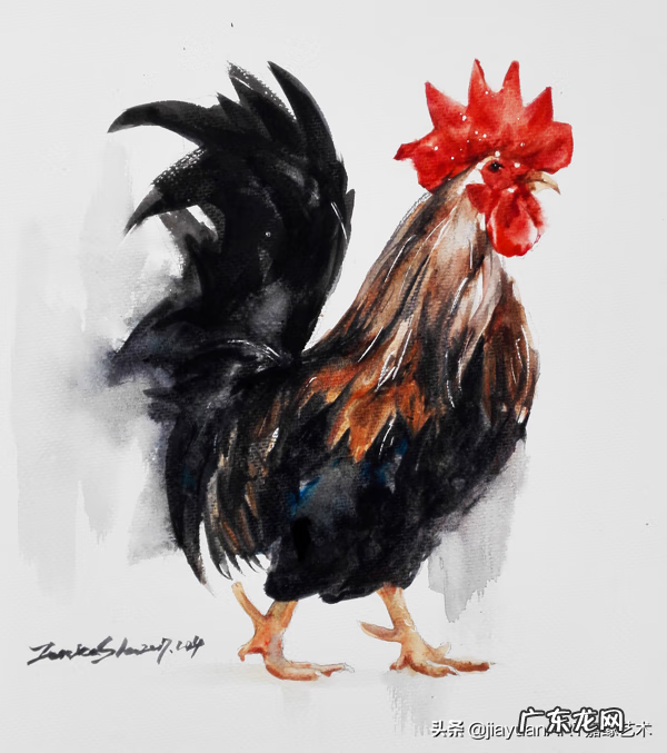 公鸡风水有什么讲究 家养公鸡风水