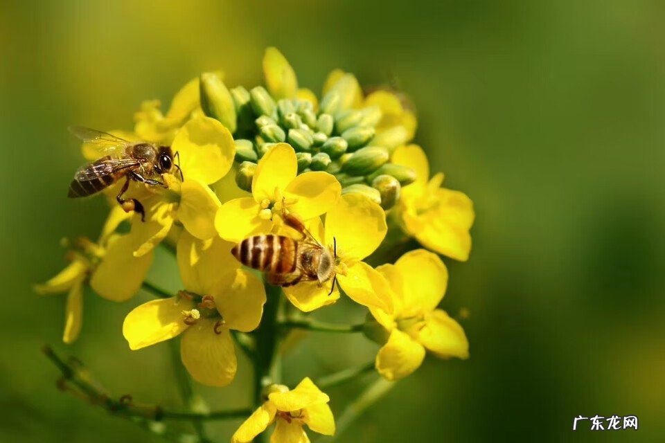 特朗普 为什么叫川普