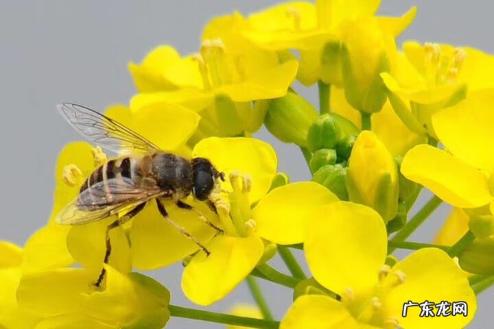 特朗普 为什么叫川普