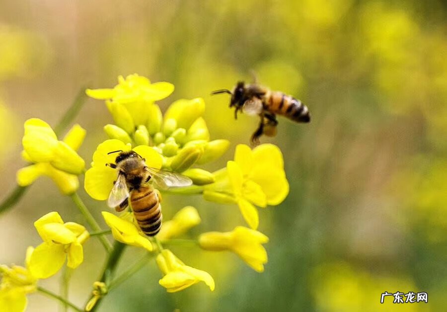 特朗普 为什么叫川普