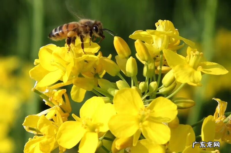 特朗普 为什么叫川普
