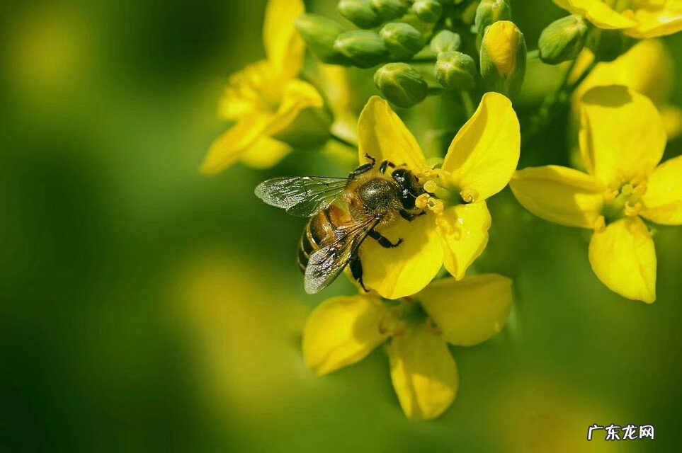 特朗普 为什么叫川普