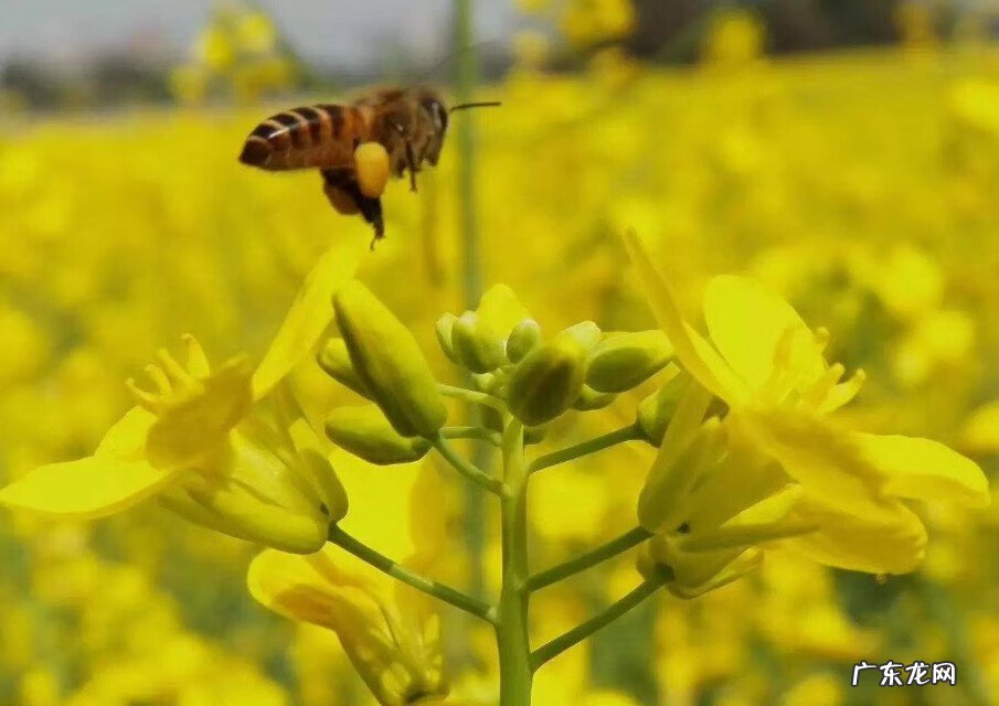 特朗普 为什么叫川普