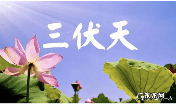 入伏从哪天算起到哪天结束 入伏从哪天算起2020