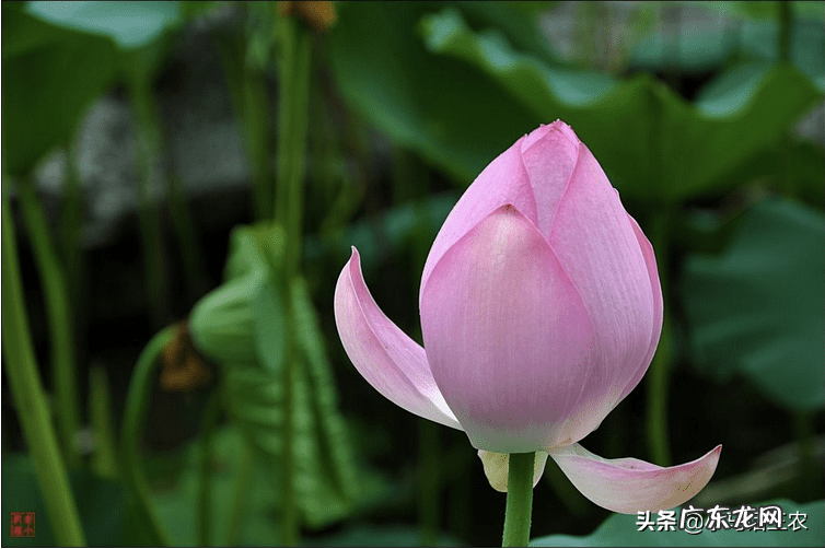 入伏从哪天算起到哪天结束 入伏从哪天算起2020