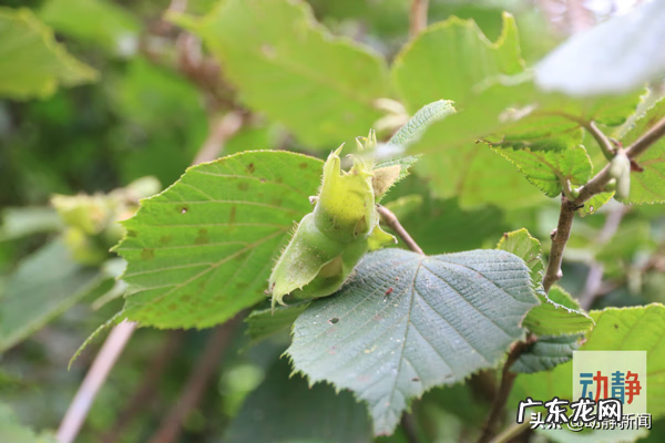 榛子是哪里产的 榛子产地分布