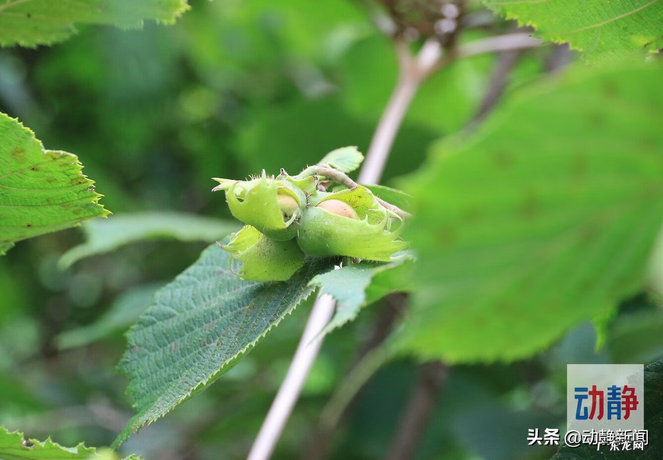 榛子是哪里产的 榛子产地分布