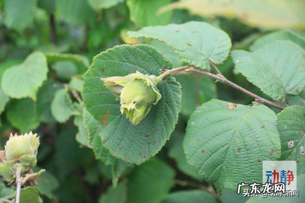 榛子是哪里产的 榛子产地分布