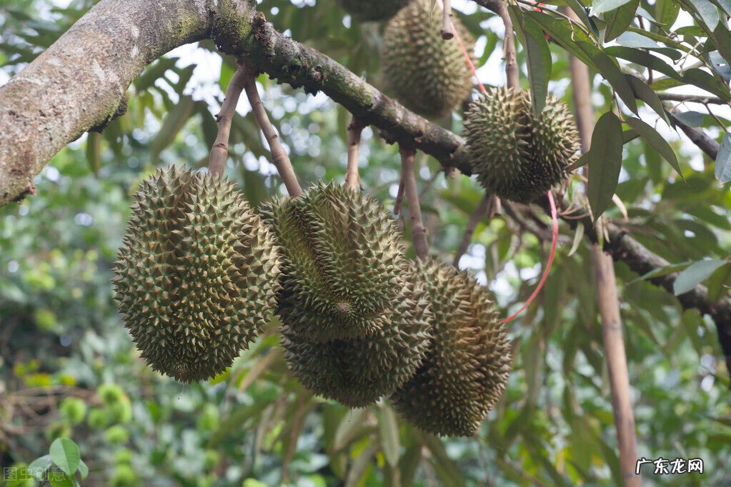 屋后种石榴树风水好吗 屋后种榴莲会影响风水吗