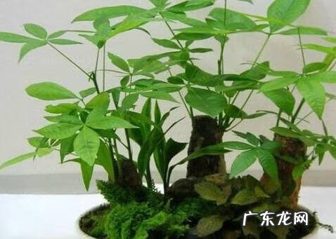 橘子树寓意和象征风水 橘子树风水作用