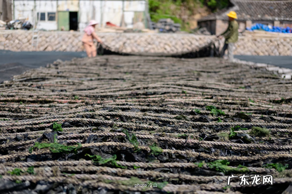 海带啥样的好 最好的海带是什么地方