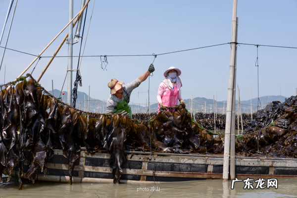 海带啥样的好 最好的海带是什么地方