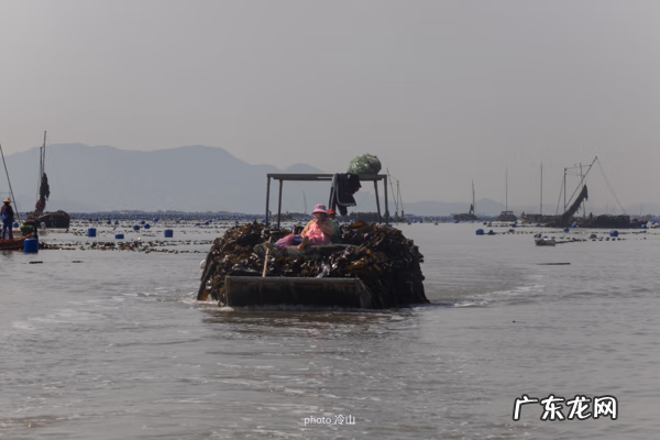 海带啥样的好 最好的海带是什么地方