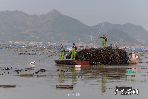 海带啥样的好 最好的海带是什么地方