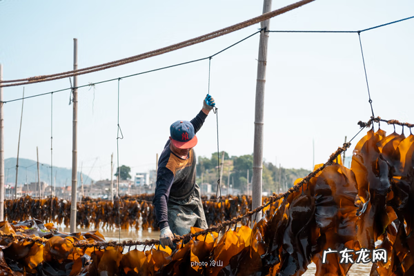 海带啥样的好 最好的海带是什么地方