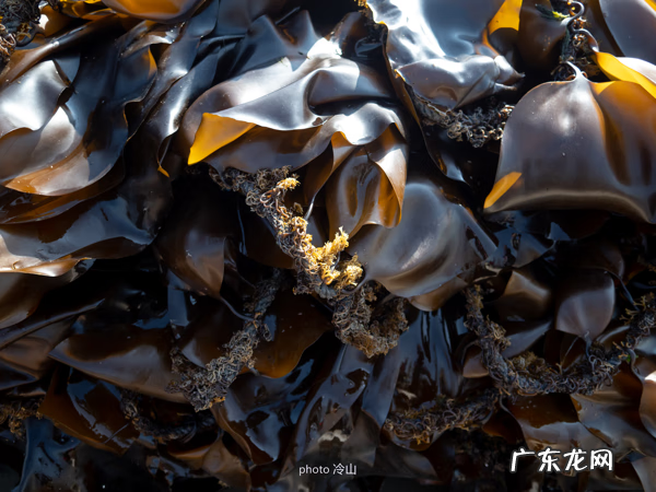 海带啥样的好 最好的海带是什么地方