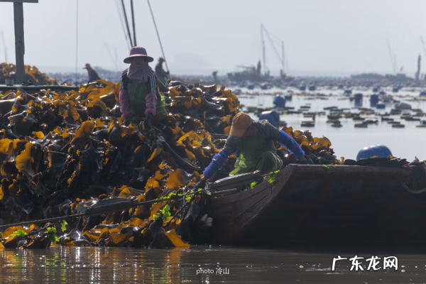 海带啥样的好 最好的海带是什么地方
