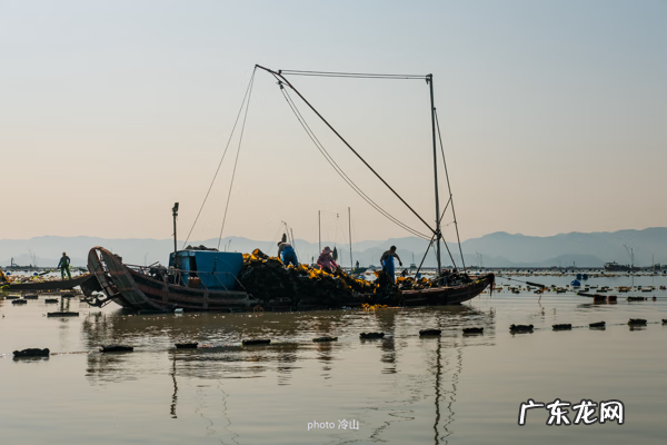 海带啥样的好 最好的海带是什么地方