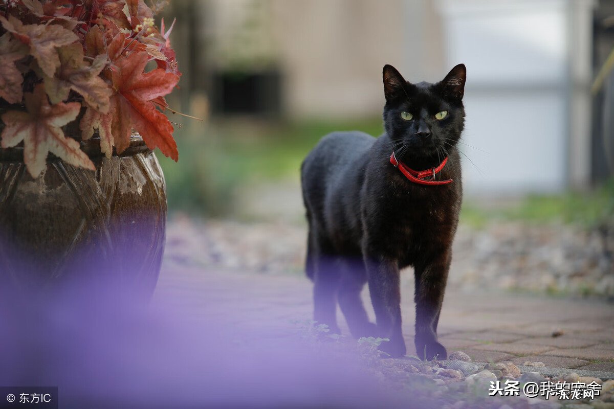 养白猫和黑猫的风水 养白猫的风水