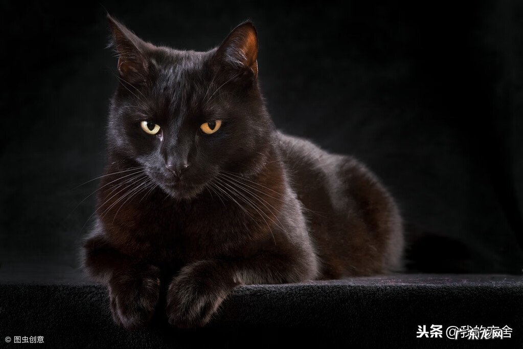 养白猫和黑猫的风水 养白猫的风水