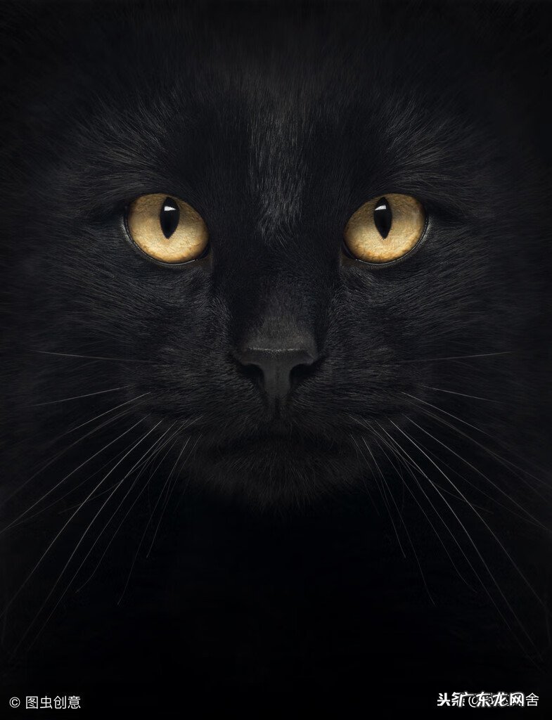 养白猫和黑猫的风水 养白猫的风水