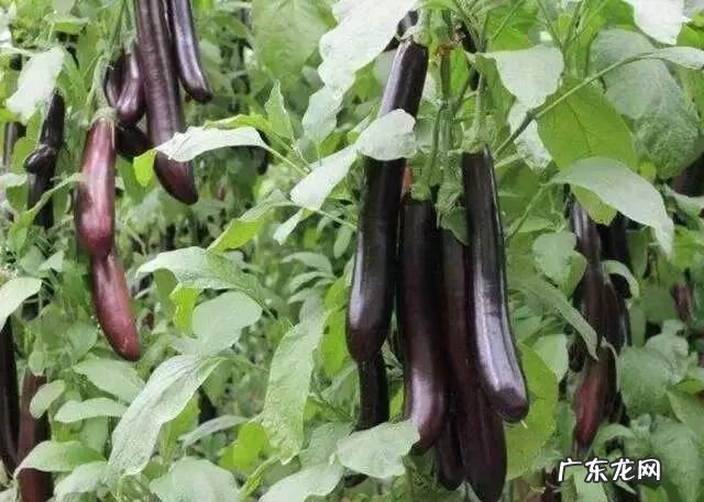 生吃茄子有营养吗 生吃茄子好吗