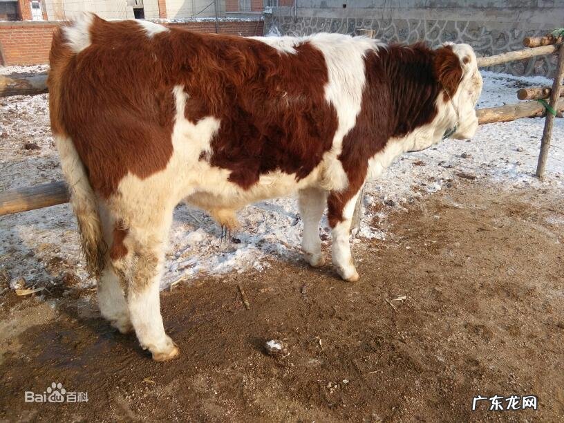 蒙牛欧式奶粉价格 欧世蒙牛奶粉报价