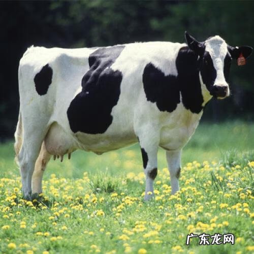 蒙牛欧式奶粉价格 欧世蒙牛奶粉报价