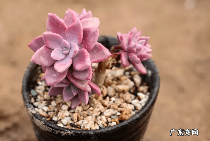 脑壳是什么意思 歪脑袋