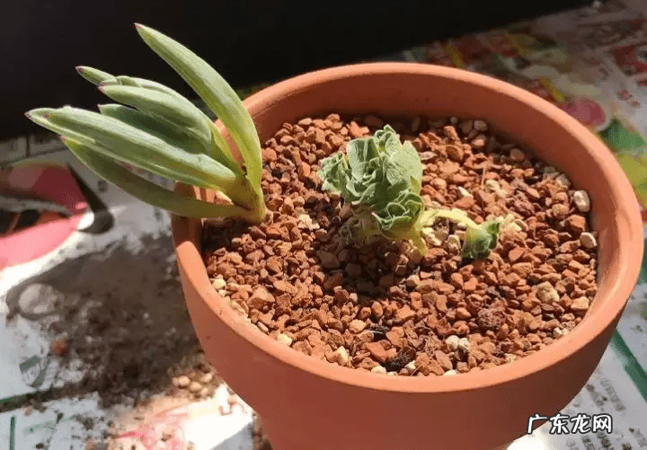 脑壳是什么意思 歪脑袋