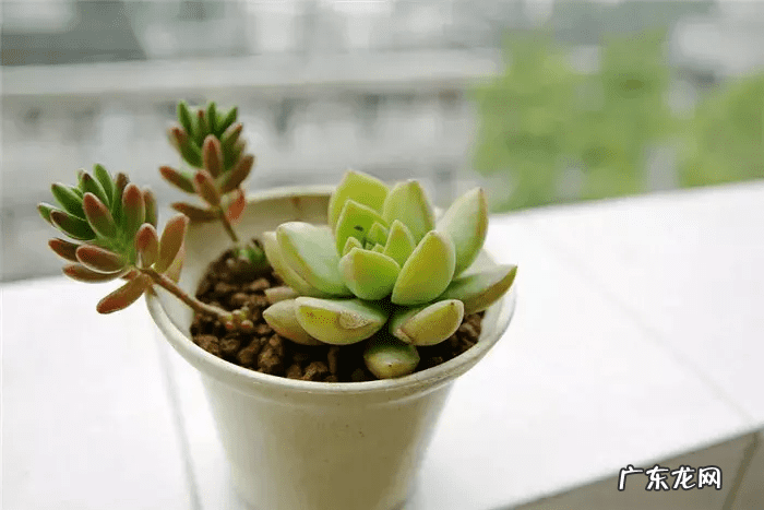 脑壳是什么意思 歪脑袋