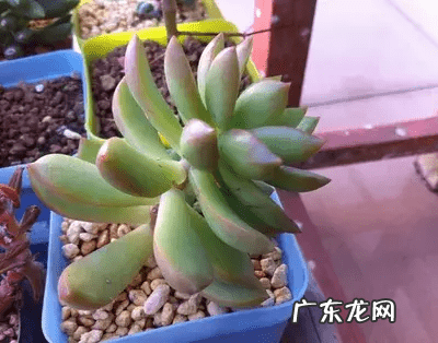 脑壳是什么意思 歪脑袋