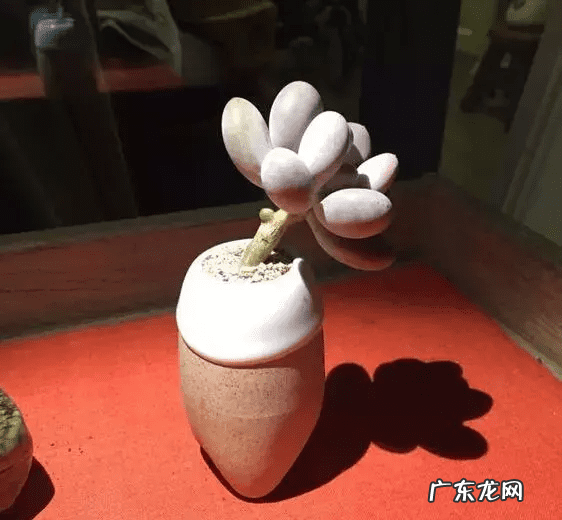 脑壳是什么意思 歪脑袋