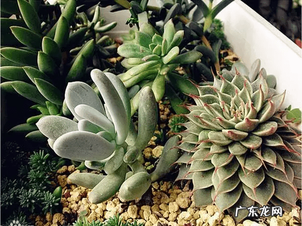 脑壳是什么意思 歪脑袋