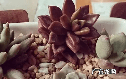 脑壳是什么意思 歪脑袋