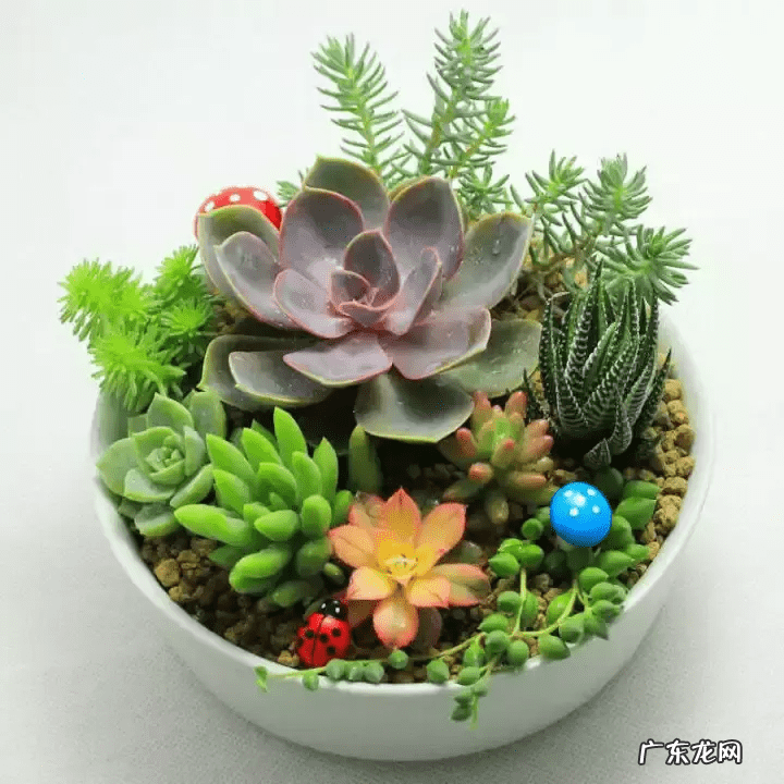 脑壳是什么意思 歪脑袋