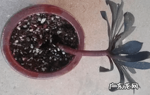 脑壳是什么意思 歪脑袋