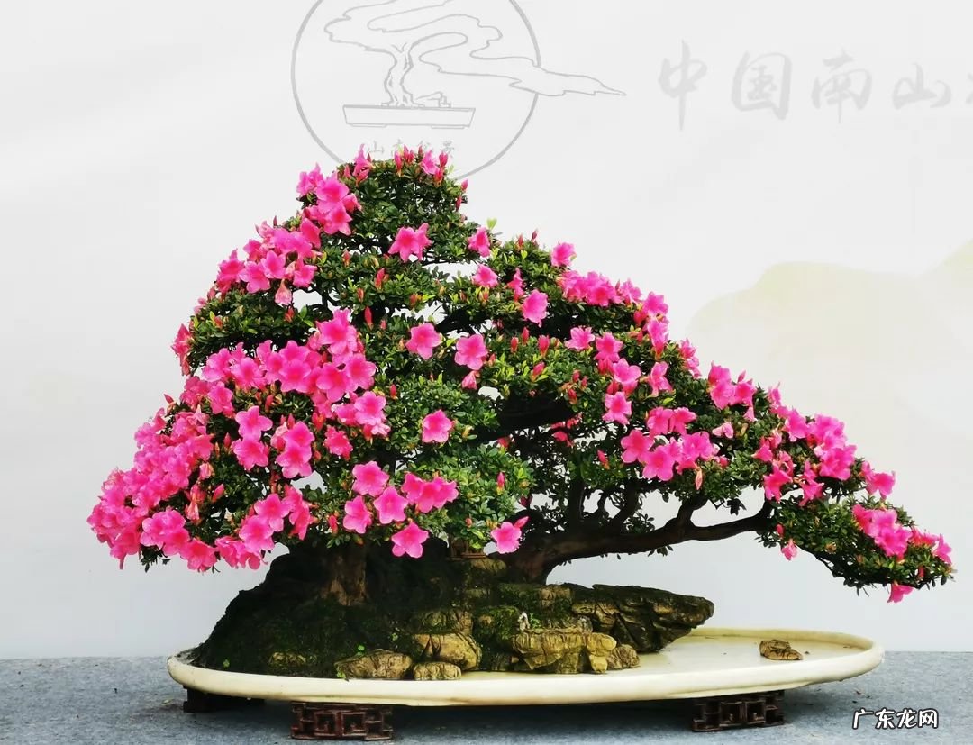 招桃花的风水 杜鹃花可以招桃花吗