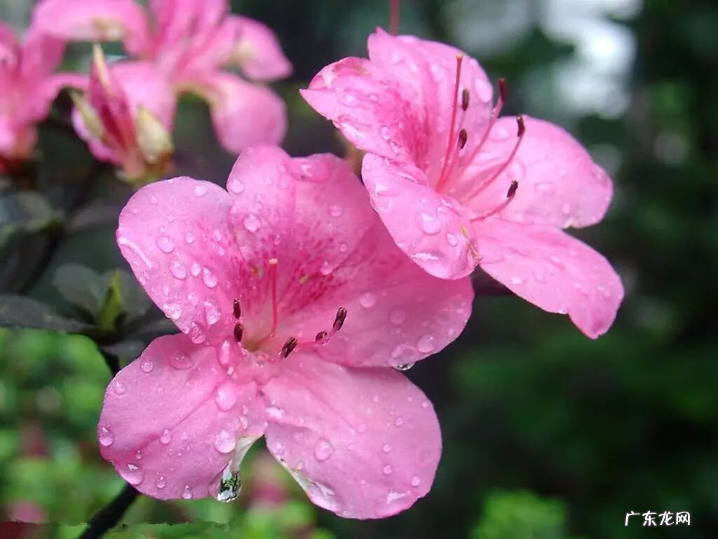 招桃花的风水 杜鹃花可以招桃花吗