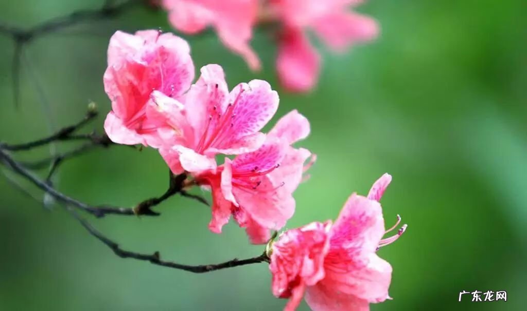 招桃花的风水 杜鹃花可以招桃花吗