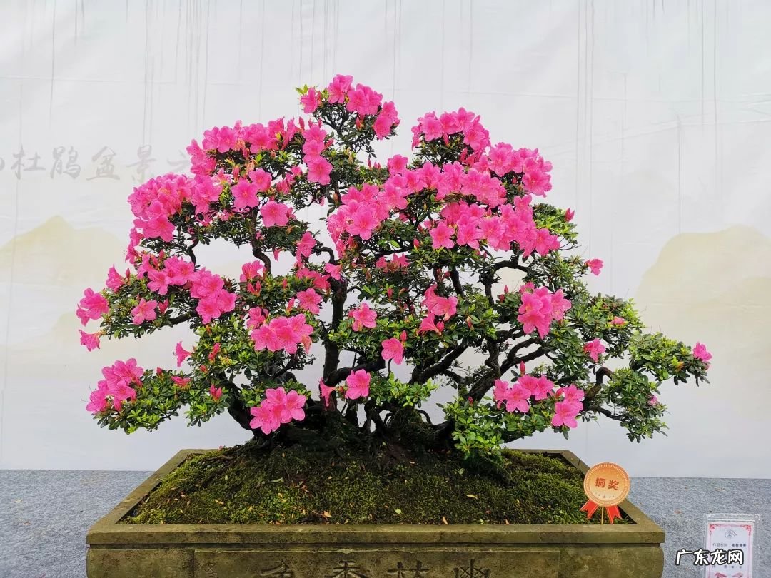 招桃花的风水 杜鹃花可以招桃花吗