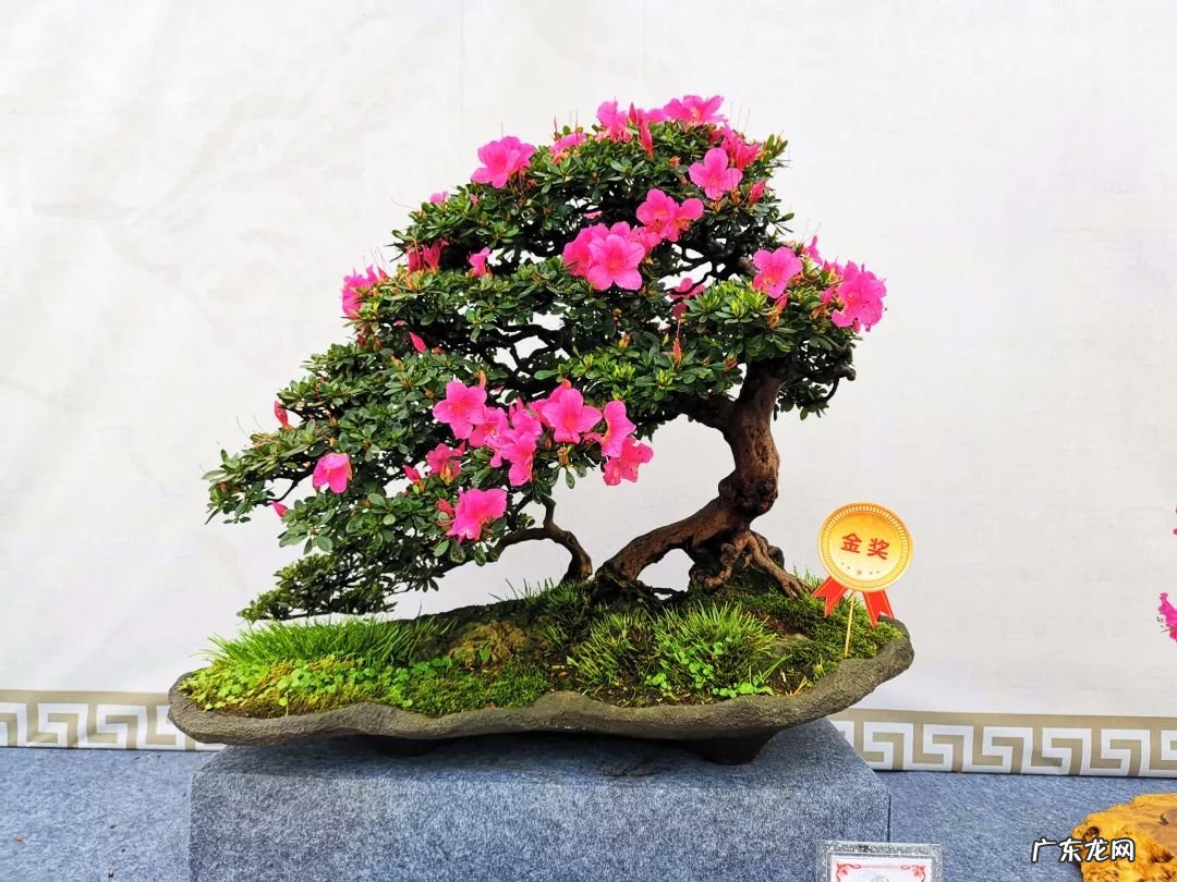 招桃花的风水 杜鹃花可以招桃花吗