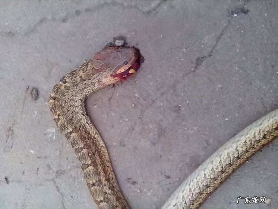 家里客厅出现蛇好不好 屋子里有蛇是好是坏