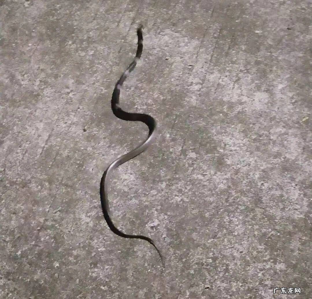 家里客厅出现蛇好不好 屋子里有蛇是好是坏