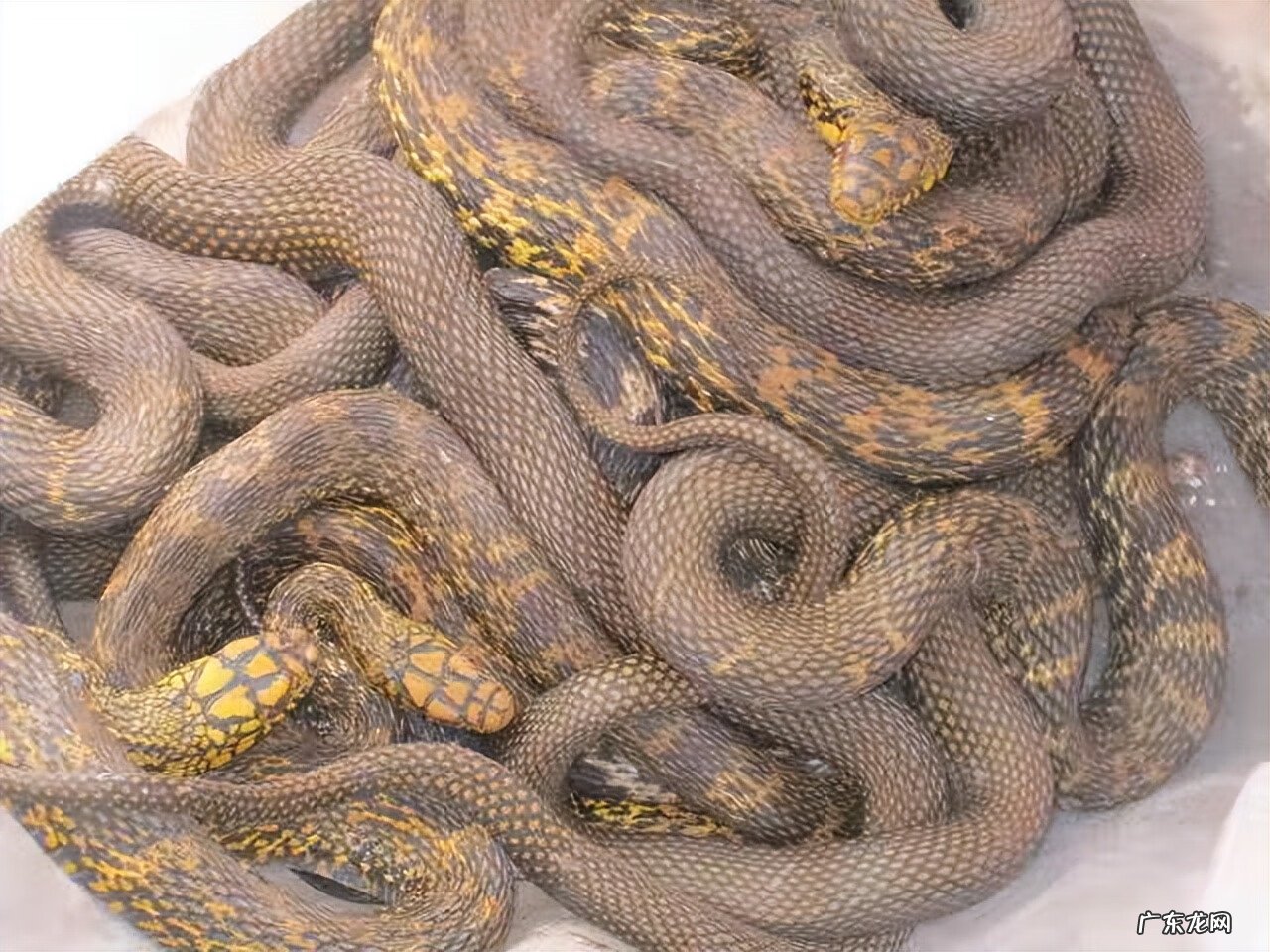 家里客厅出现蛇好不好 屋子里有蛇是好是坏