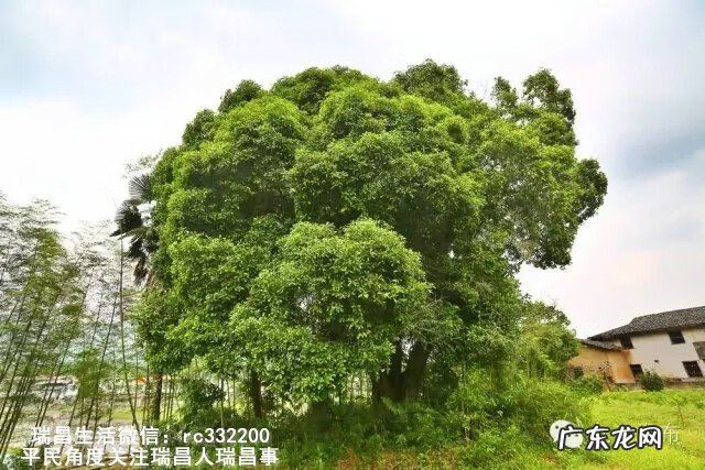 桂花泡水喝竟有6个害处 桂花泡水喝的9大禁忌苦槠