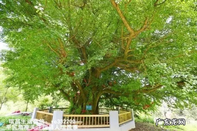 桂花泡水喝竟有6个害处 桂花泡水喝的9大禁忌苦槠